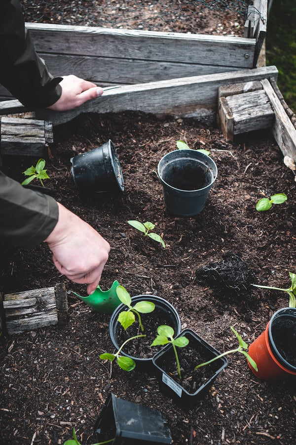 Planting baby trees in forest floor. 
