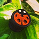 Ladybird Ladybug Plugs - Ebony